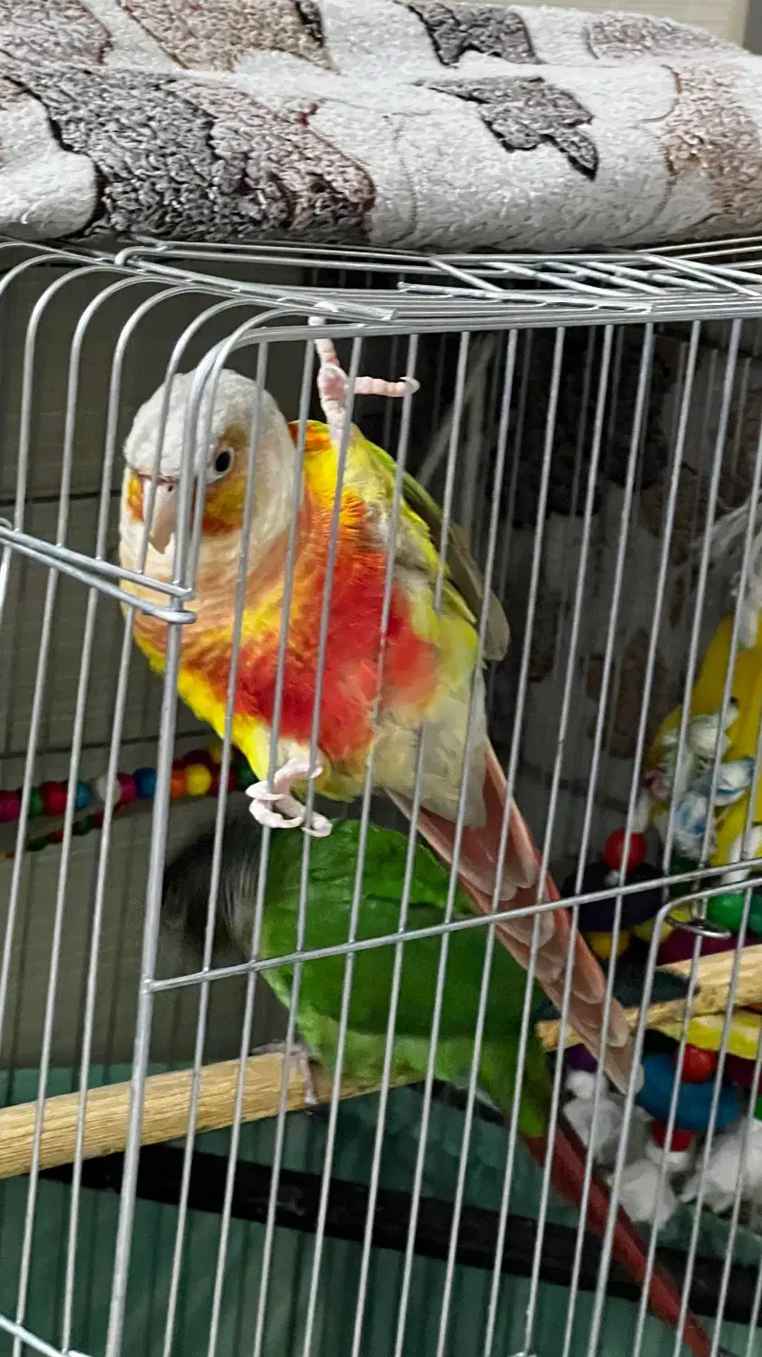 جفت سخنگو رام|پرنده|تهران, مینای شمالی (مخبر)|دیوار