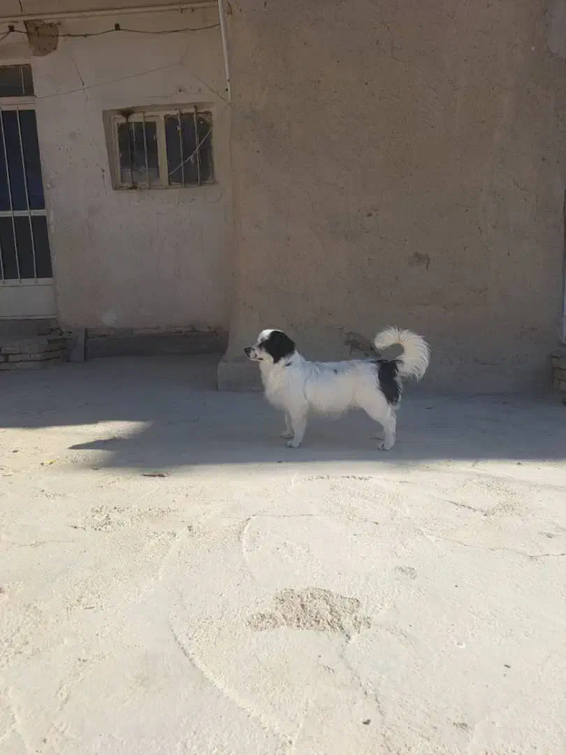 گمشده سگ نژاد اشپیتز|حیوانات|شهرضا, |دیوار