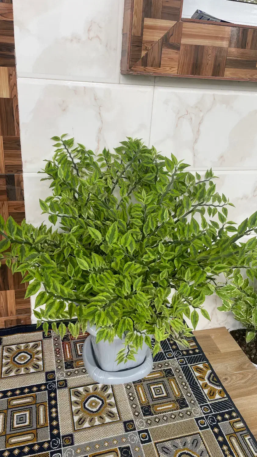 گل برق قاشقی|گل و گیاه طبیعی|خشکبیجار, |دیوار