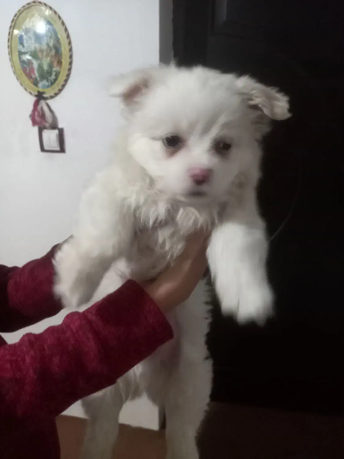 سگ شیتزو|سگ|بناب, |دیوار