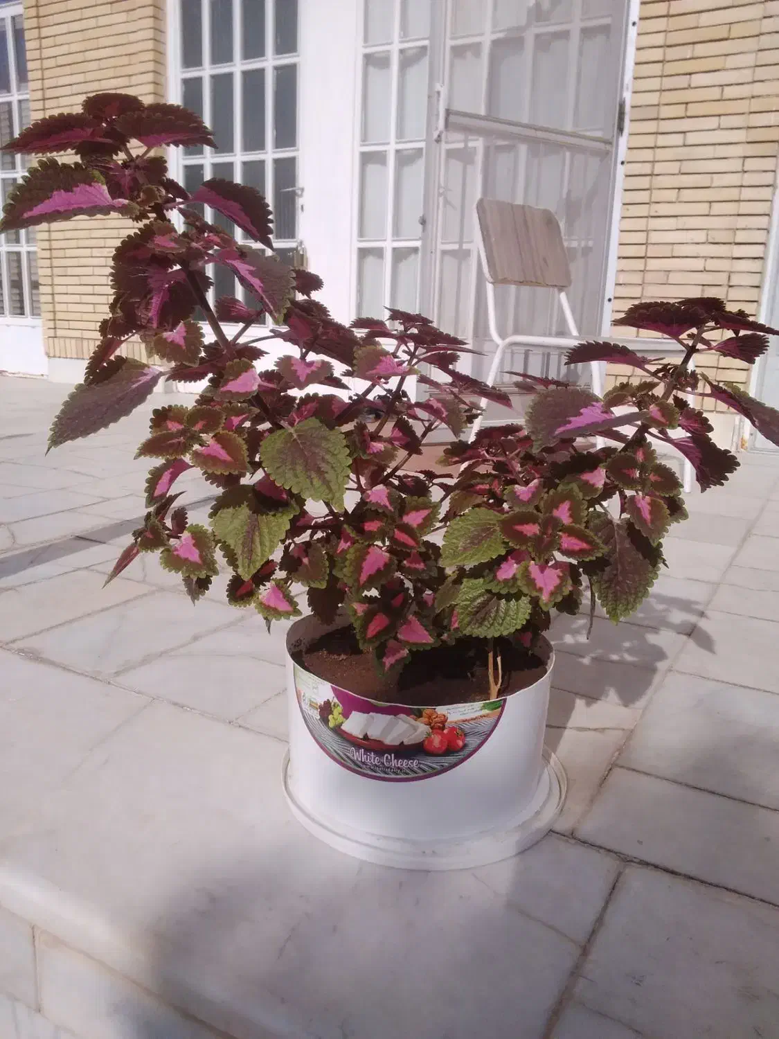 گل طبیعی|گل و گیاه طبیعی|یزد, |دیوار