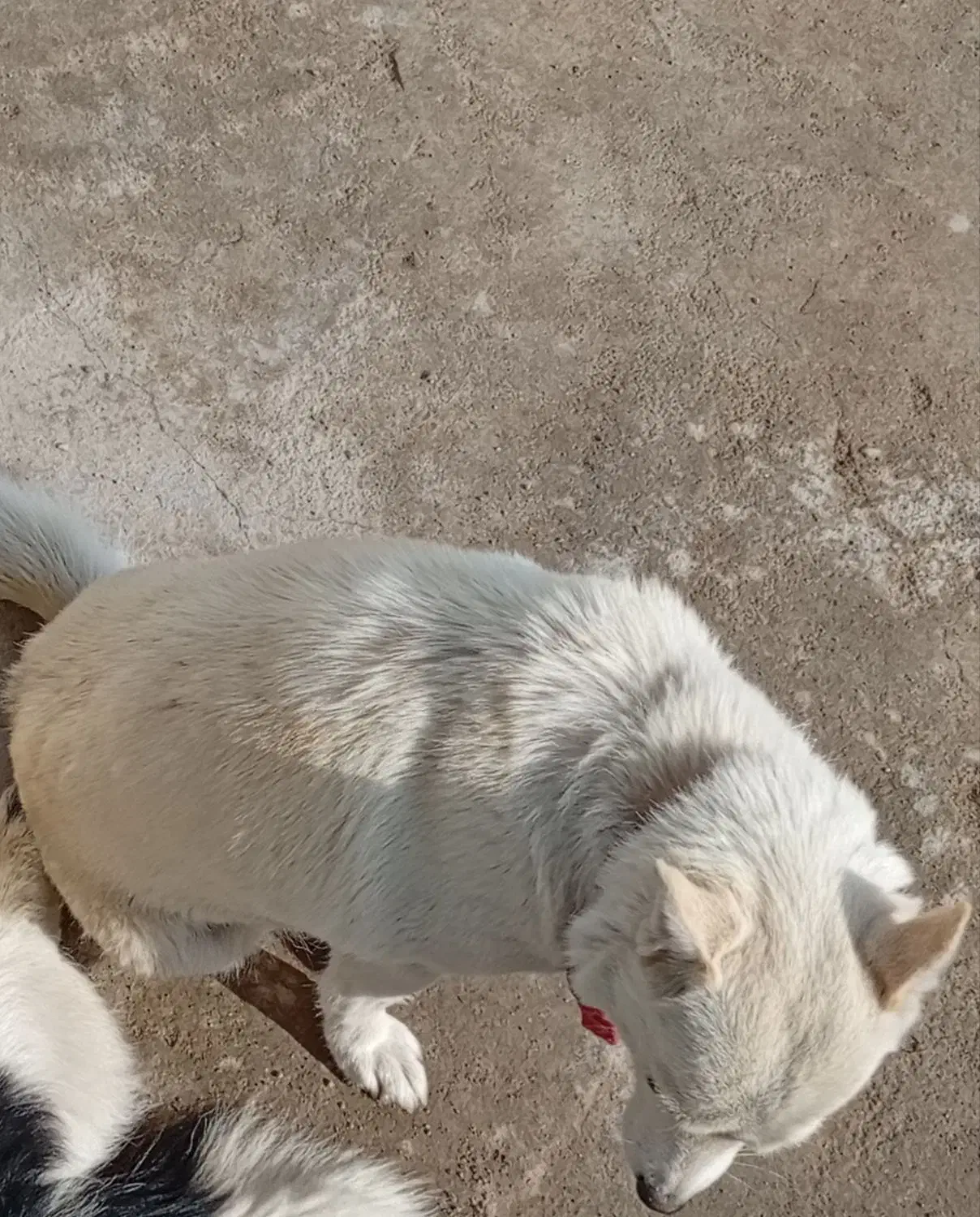 سگ پاکوتاه|سگ|بستان آباد, |دیوار