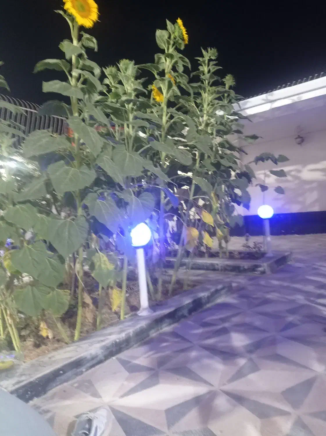 خونه باغ|فروش خانه و ویلا|پیر بکران, |دیوار