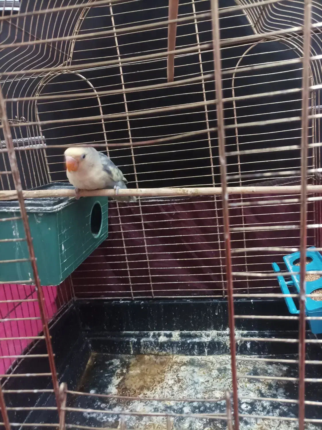 فروش طوطی برزیلی دستی|پرنده|میانه, |دیوار