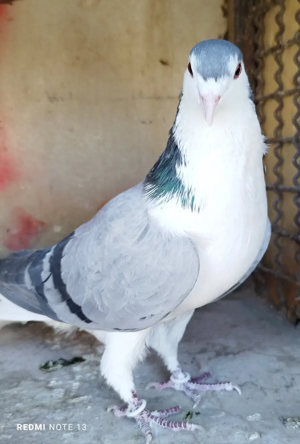 ی بوم واز بومی نروماده بدرنگ|پرنده|اصفهان, شهرستان|دیوار