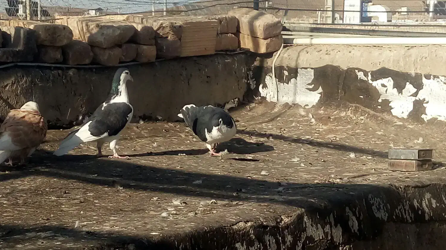 کبوتر سینه ای زاغ دم سفیدشیرازی|پرنده|کوهبنان, |دیوار