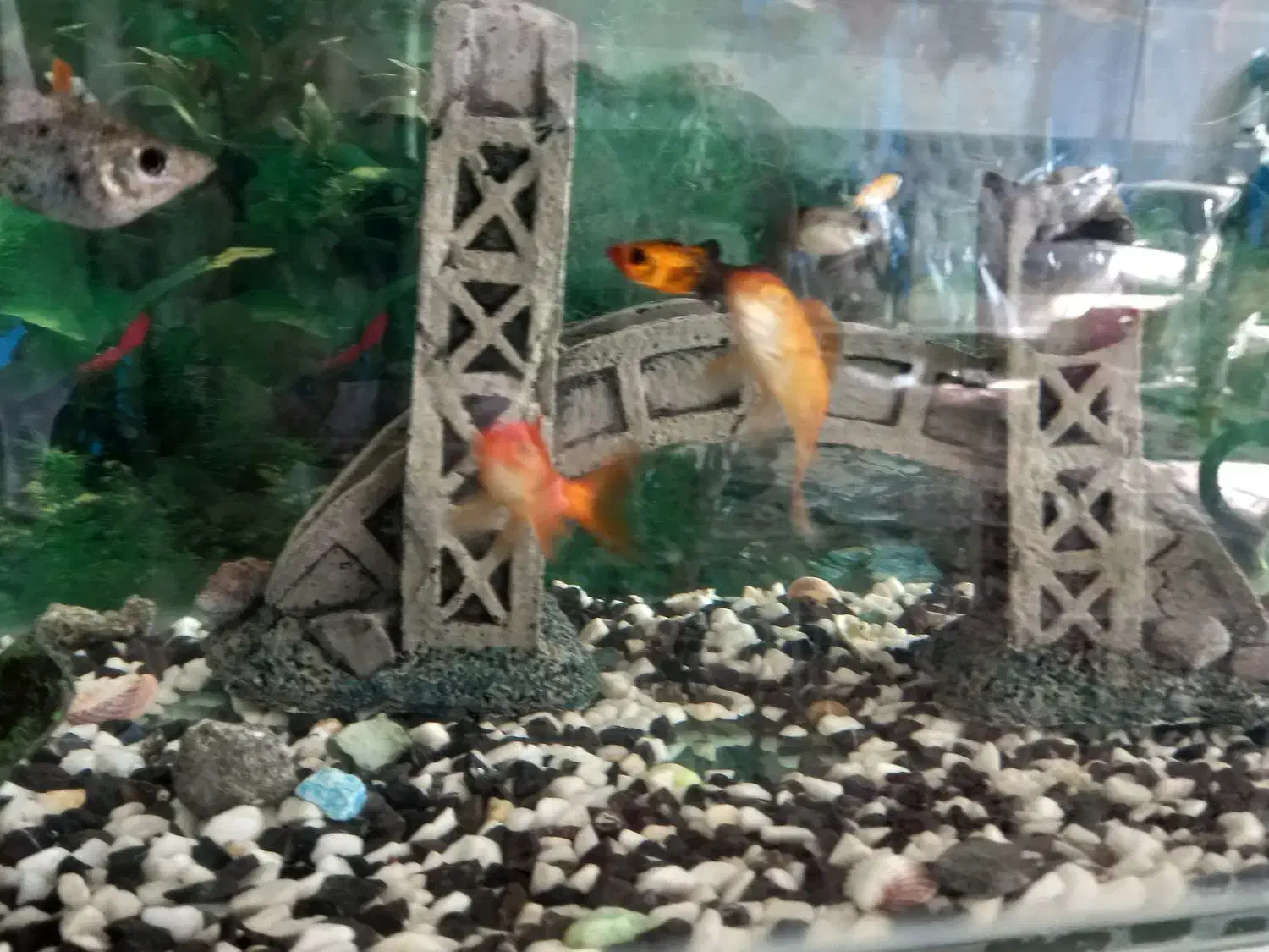 آکواریوم فروش فوری|ماهی|کاشان, مفتح|دیوار