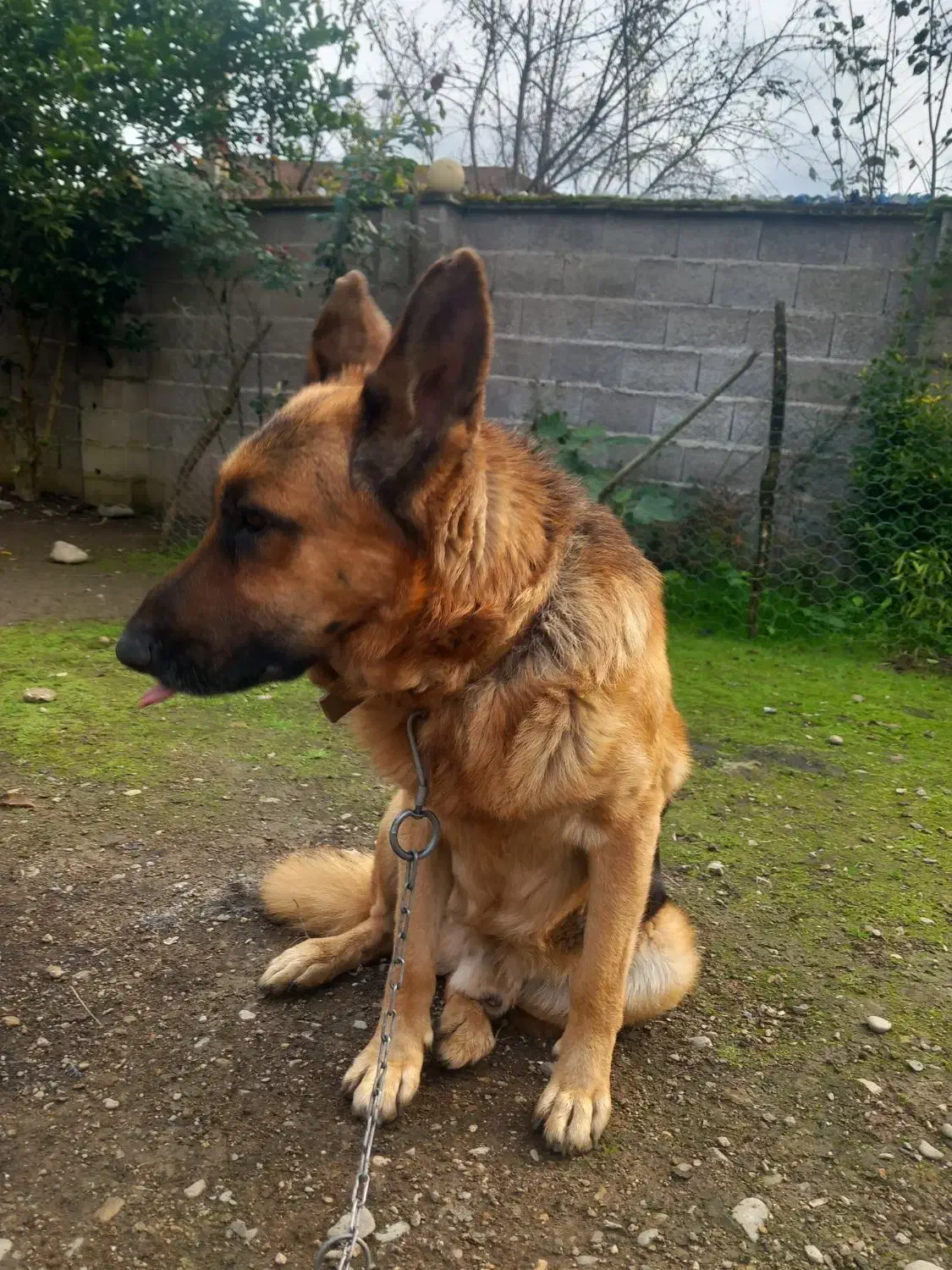 ژرمن|سگ|فومن, |دیوار