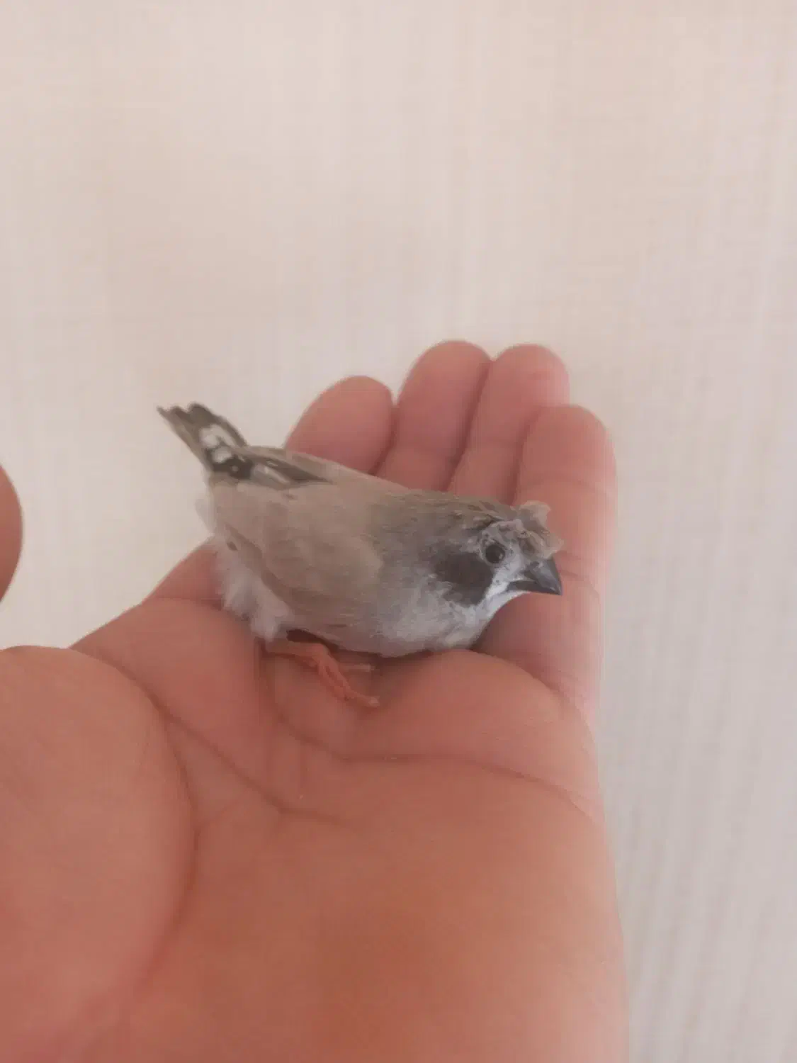 فنجان ماده کاکلی پرزده|پرنده|قم, کلهری|دیوار