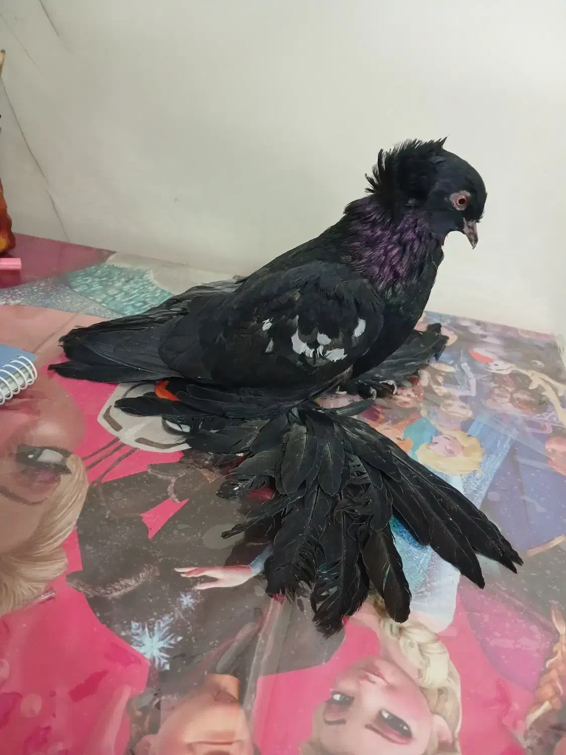 کفتر کاکلی پرپا (زینتی)|پرنده|تهران, جیحون|دیوار