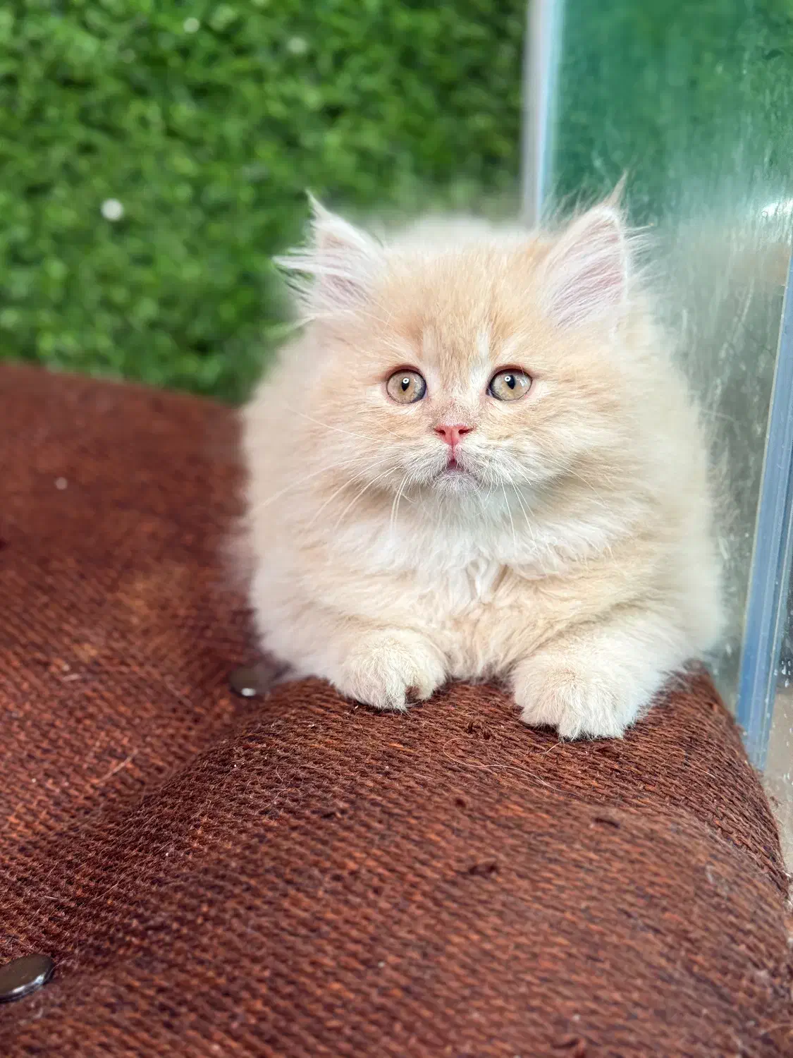 بچه گربه بریتیش موبلند|گربه|لاهیجان, قیام|دیوار