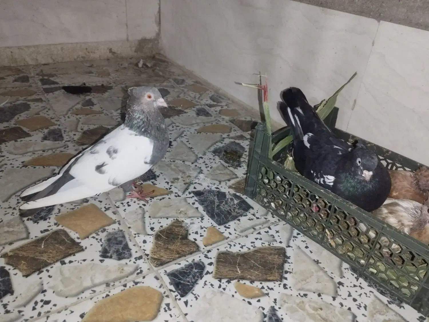 کبوتر سینی|پرنده|سوسنگرد, |دیوار