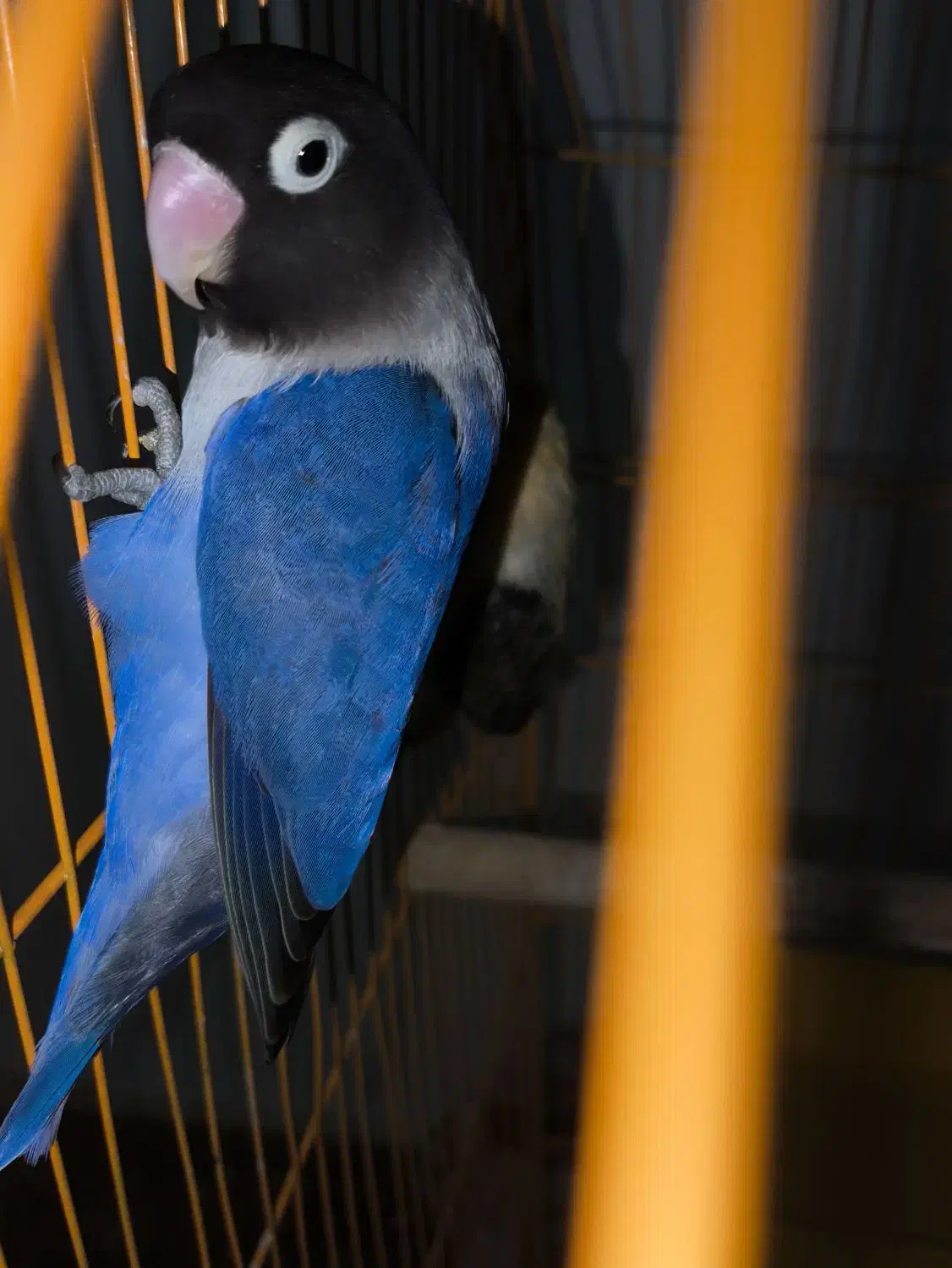 برزیلی ماده کاربنی وارداتی|پرنده|اردبیل, |دیوار