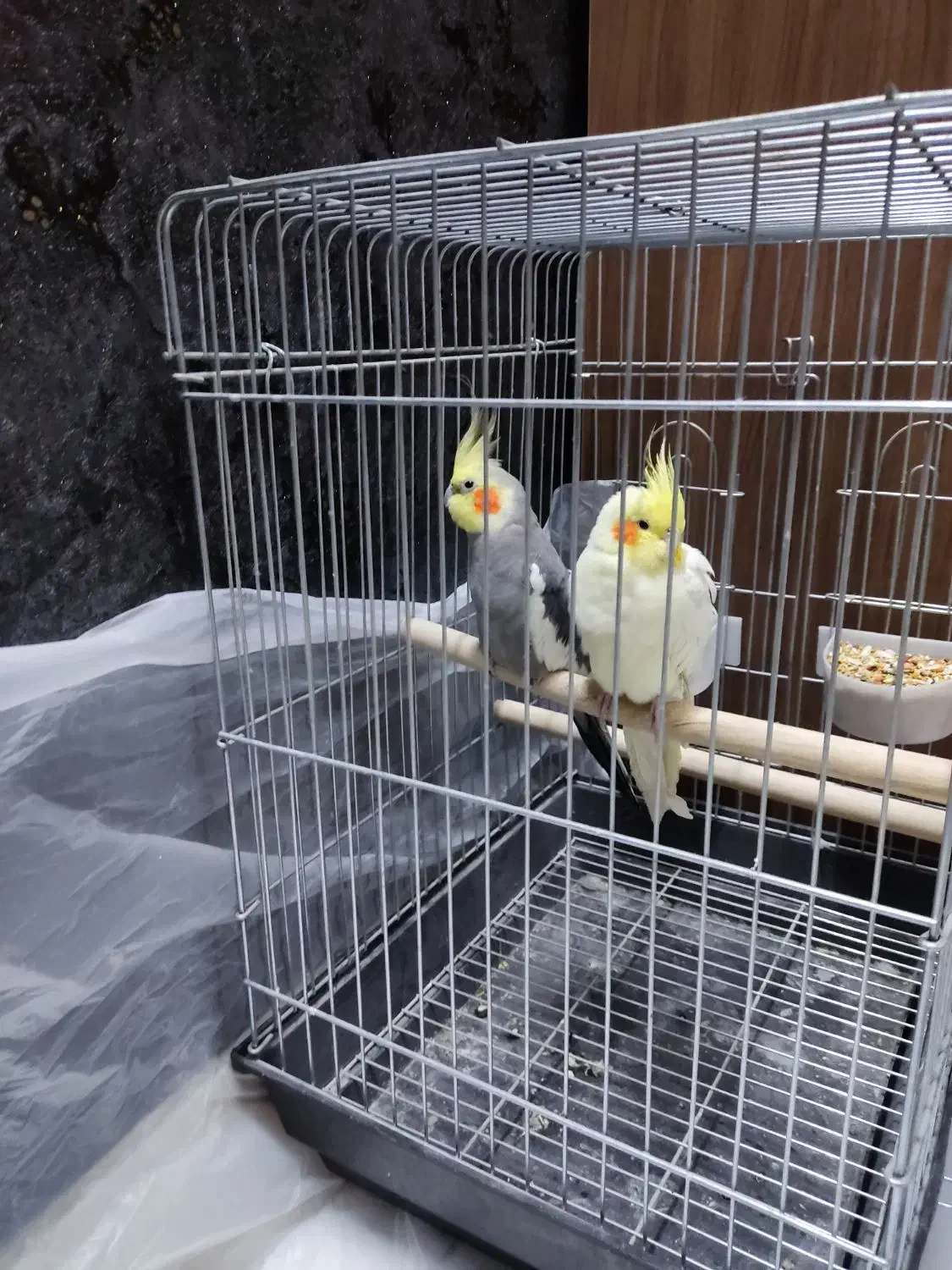 عروس هلندی|پرنده|تهران, گلستان (شهرک راه آهن)|دیوار