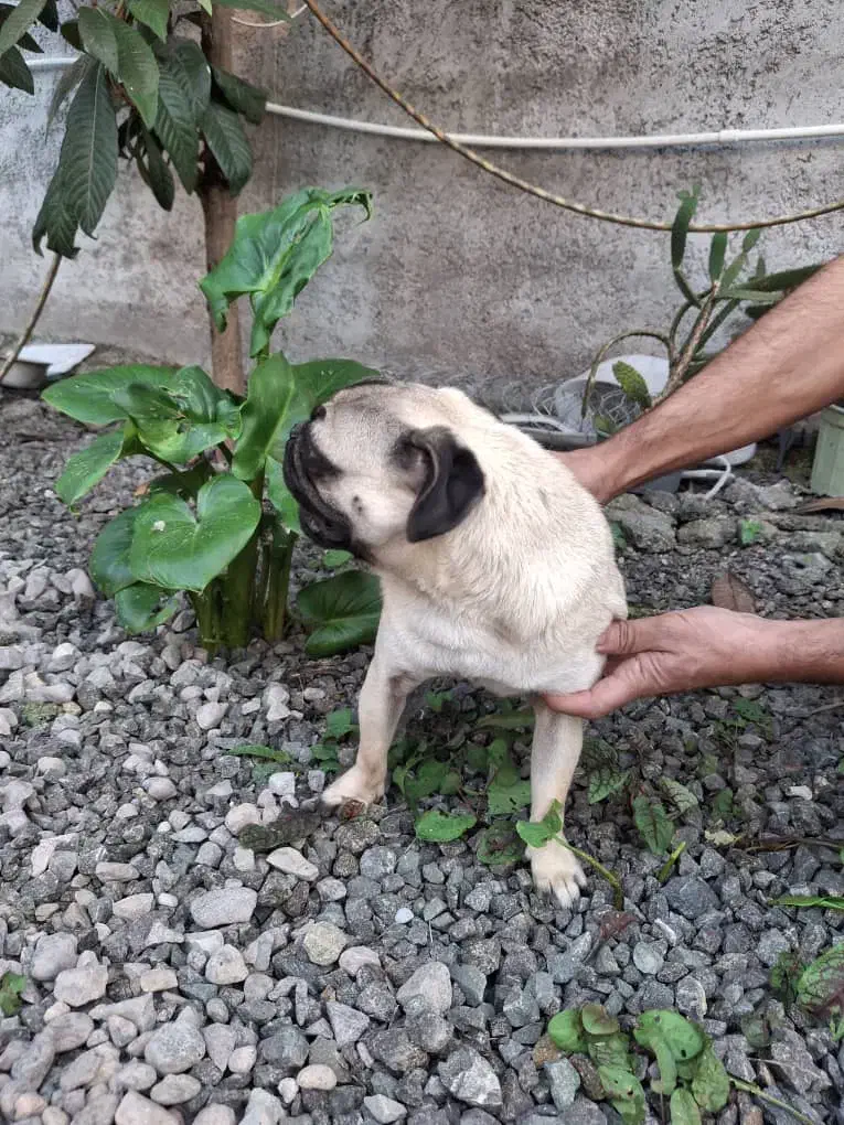 سگ پاگ|سگ|رشت, یخسازی|دیوار