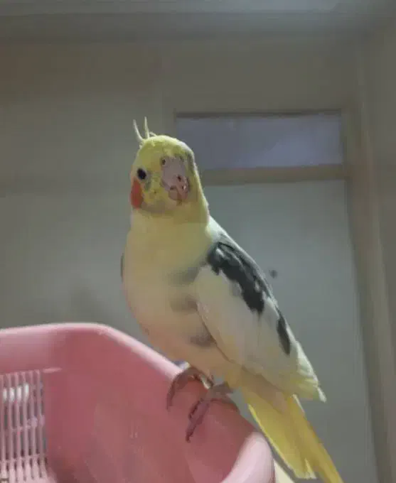 عروس هلندی گم شده|پرنده|اهواز, کیانشهر|دیوار