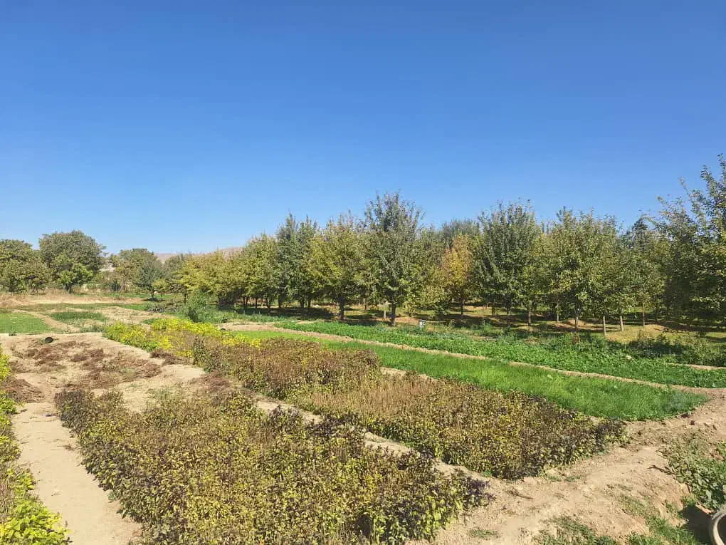 فروش زمین ۱۵۰۰ متری ملایر|فروش زمین و ملک کلنگی|ملایر, |دیوار