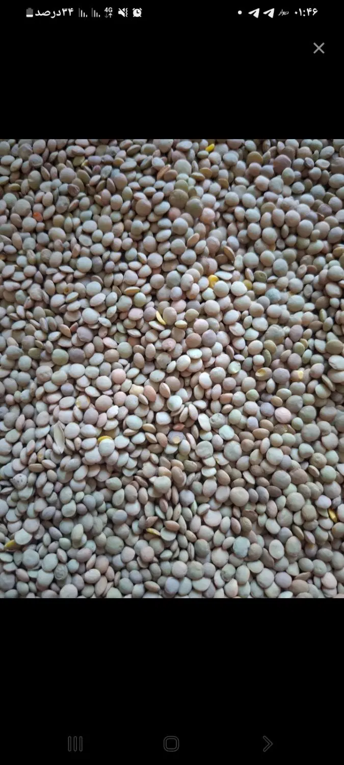 عدس مغان|خوردنی و آشامیدنی|قشلاق دشت, |دیوار