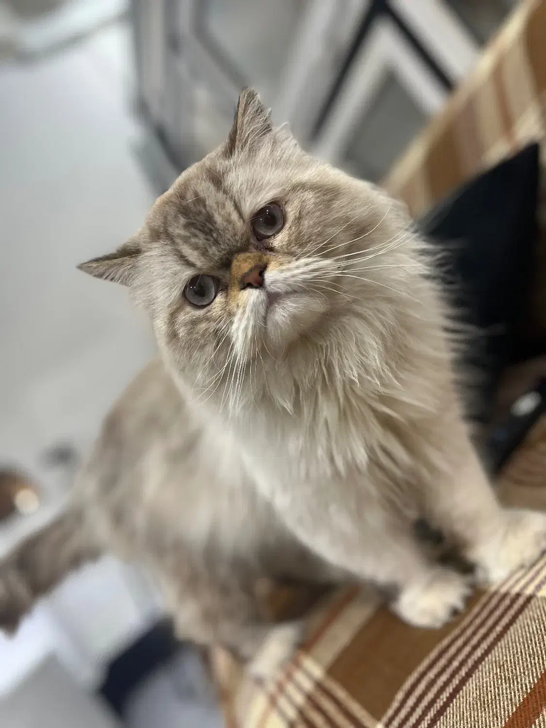 گربه نر هیمالین|گربه|شهریار, شهریار|دیوار