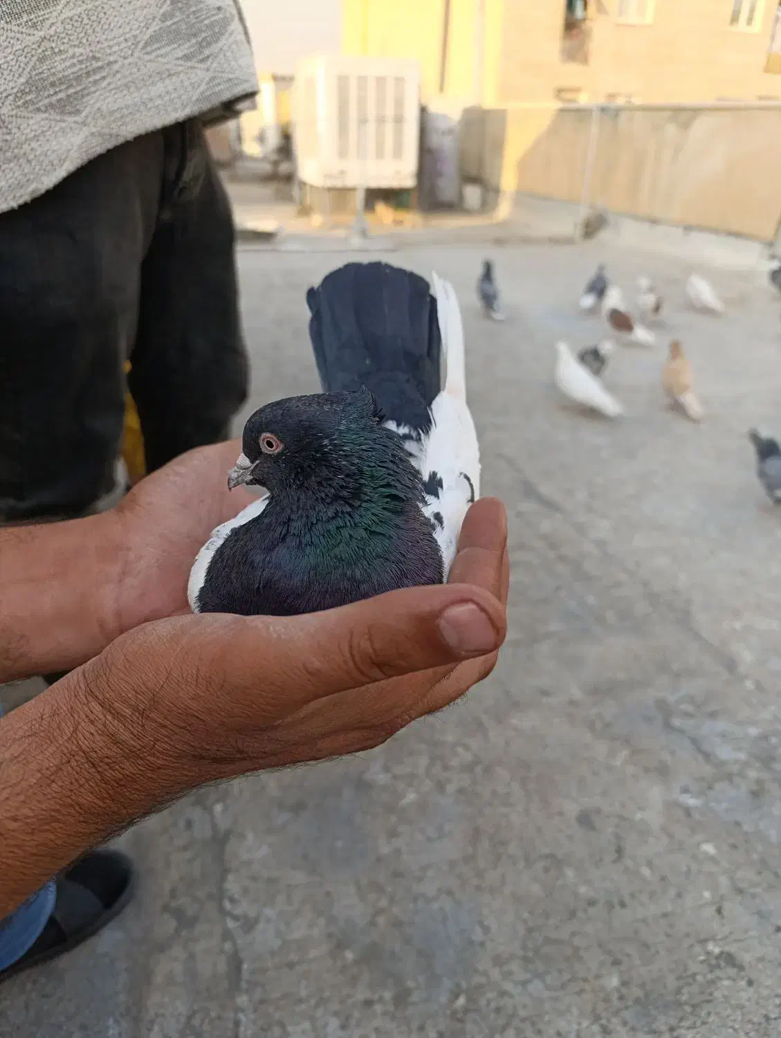 کفتر|پرنده|تهران, مسعودیه|دیوار