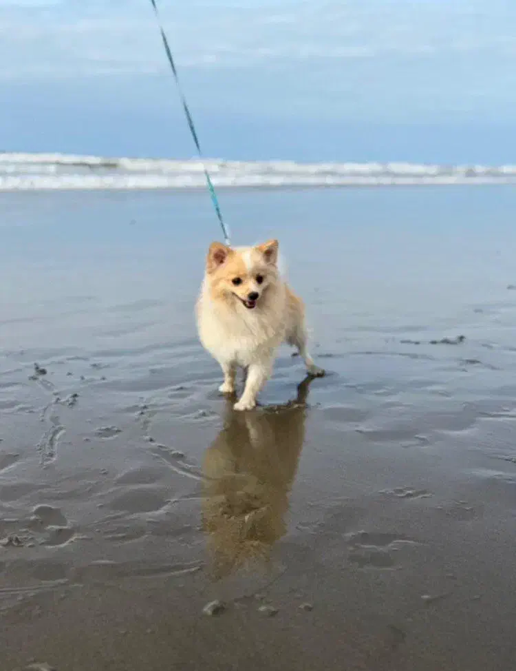 سگ پامرین نر یکساله|سگ|مبارکه, |دیوار