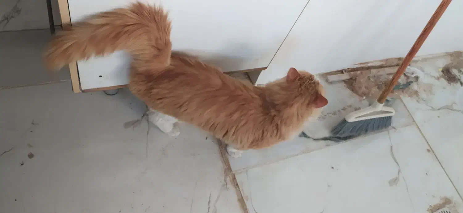 پیشی مهربون آروم|گربه|ملارد, |دیوار