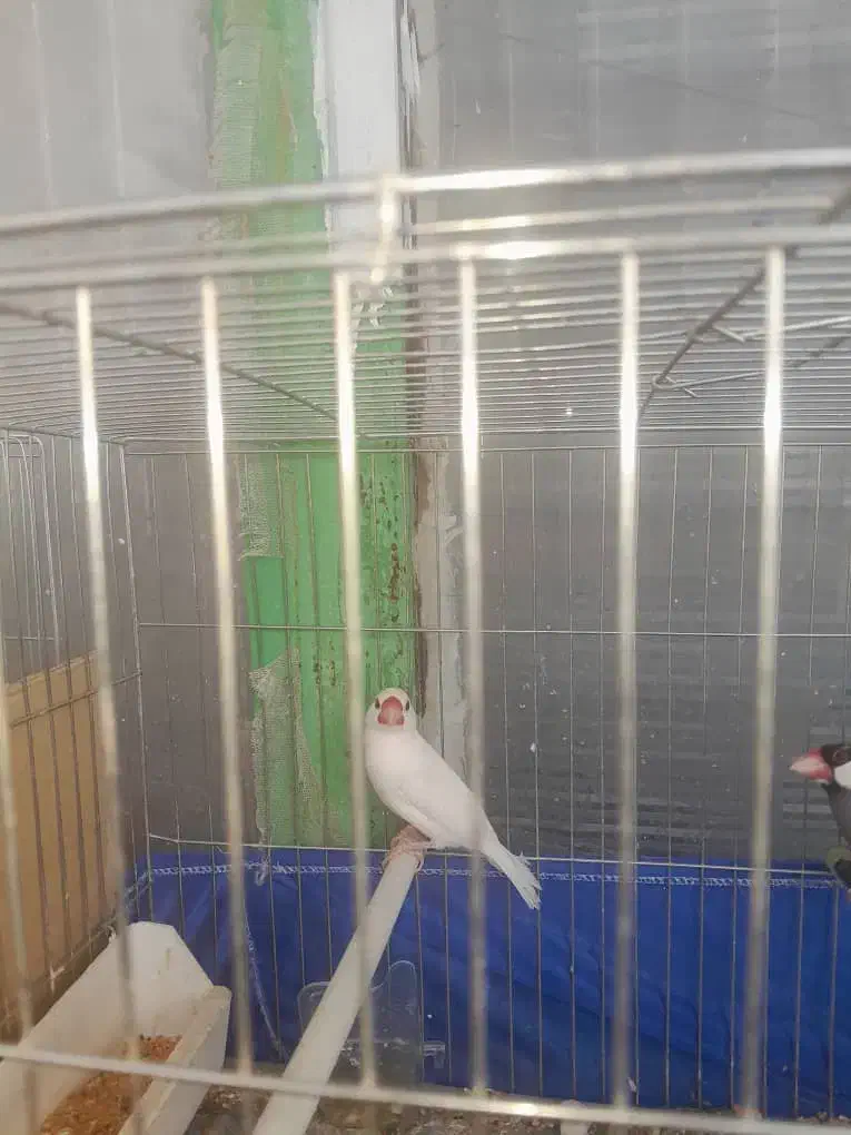 فنچ نرگسی|پرنده|پردیس, فاز ۱|دیوار