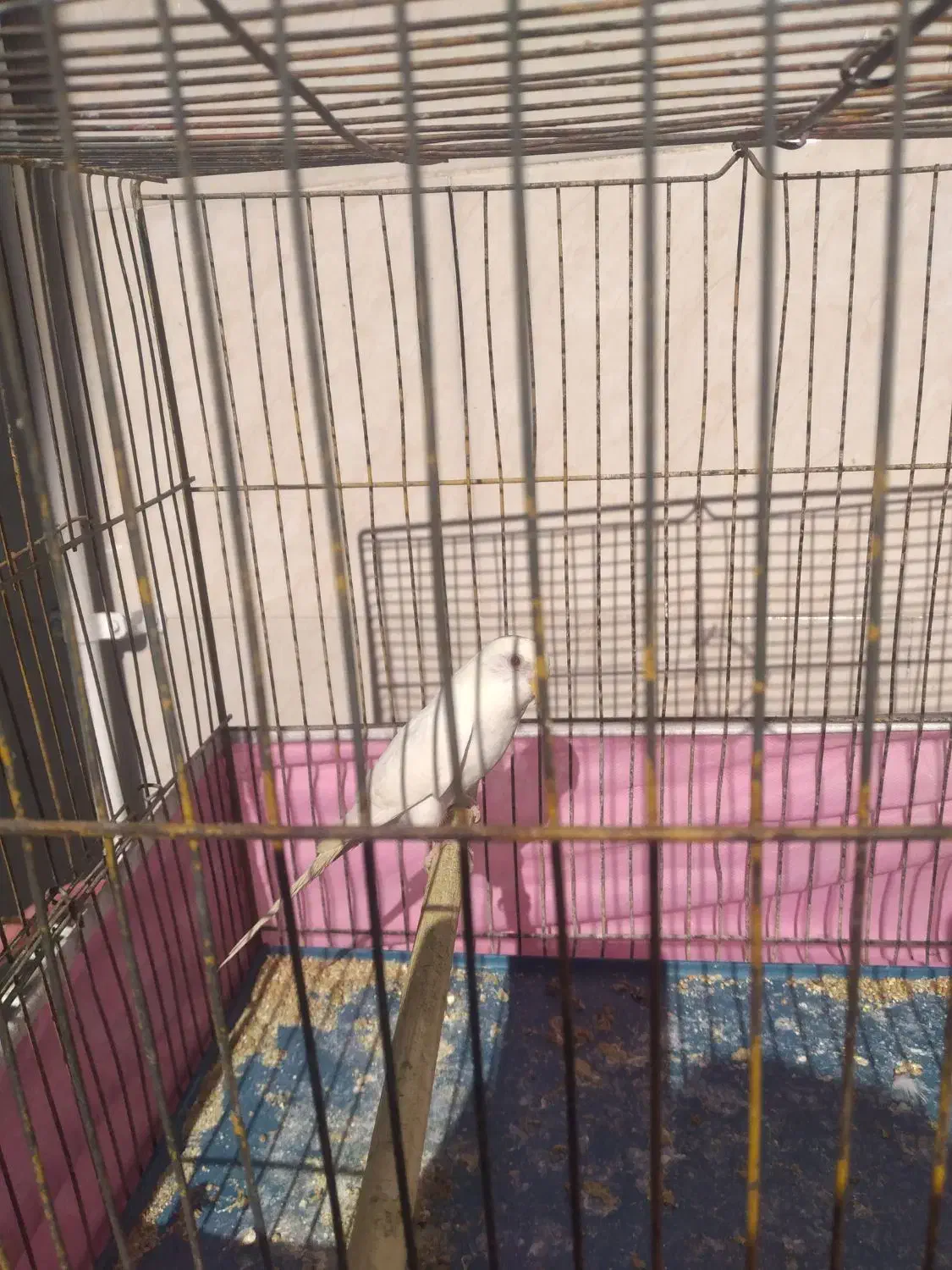 مرغ عشق|پرنده|مسجد سلیمان, |دیوار