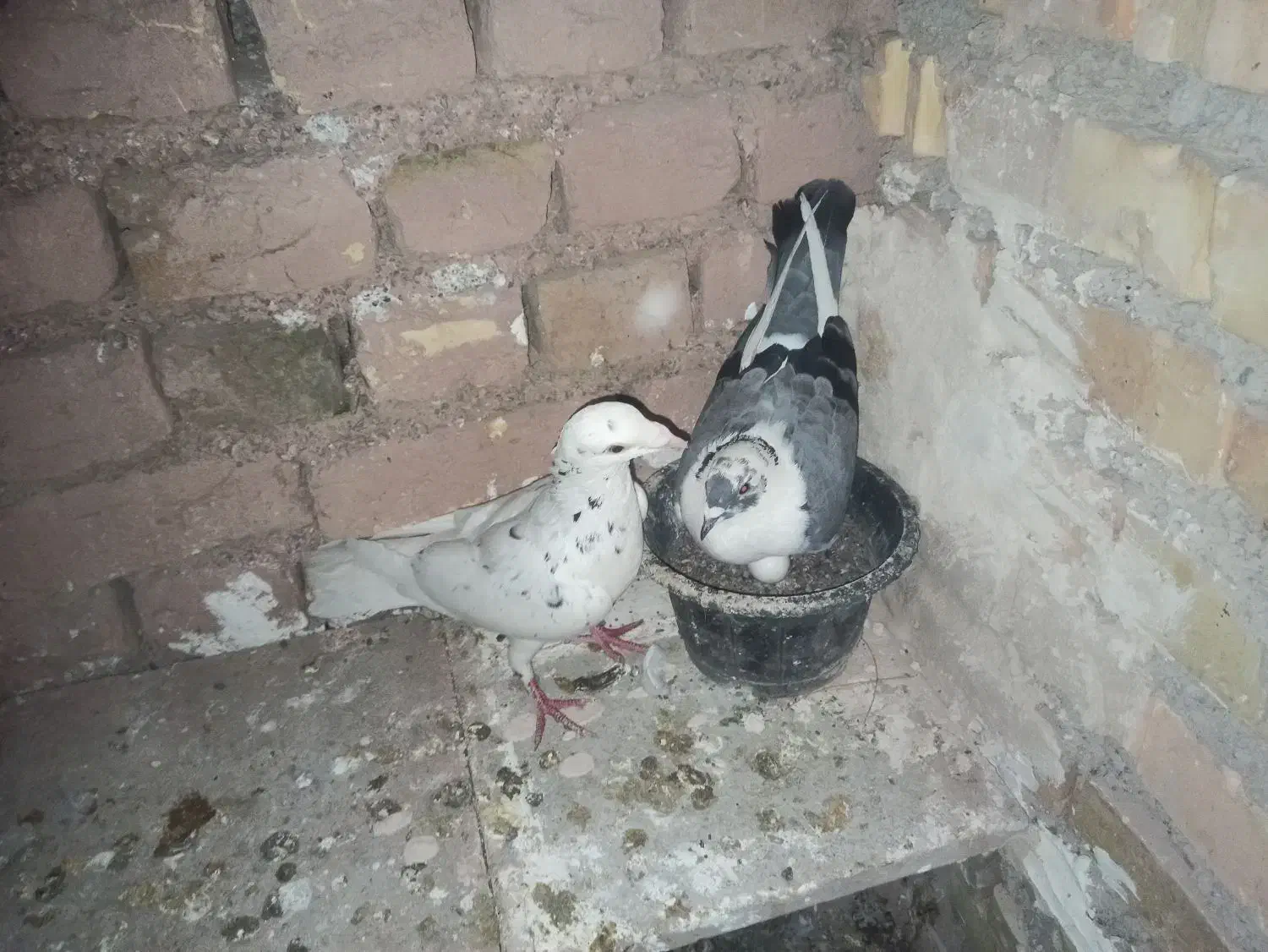 پرشی و جفتگاه|پرنده|چناران, |دیوار