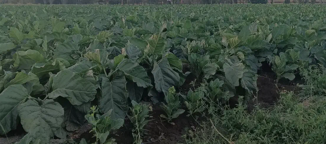 خدمات  باغ|خدمات باغبانی و درختکاری|گلپایگان, |دیوار