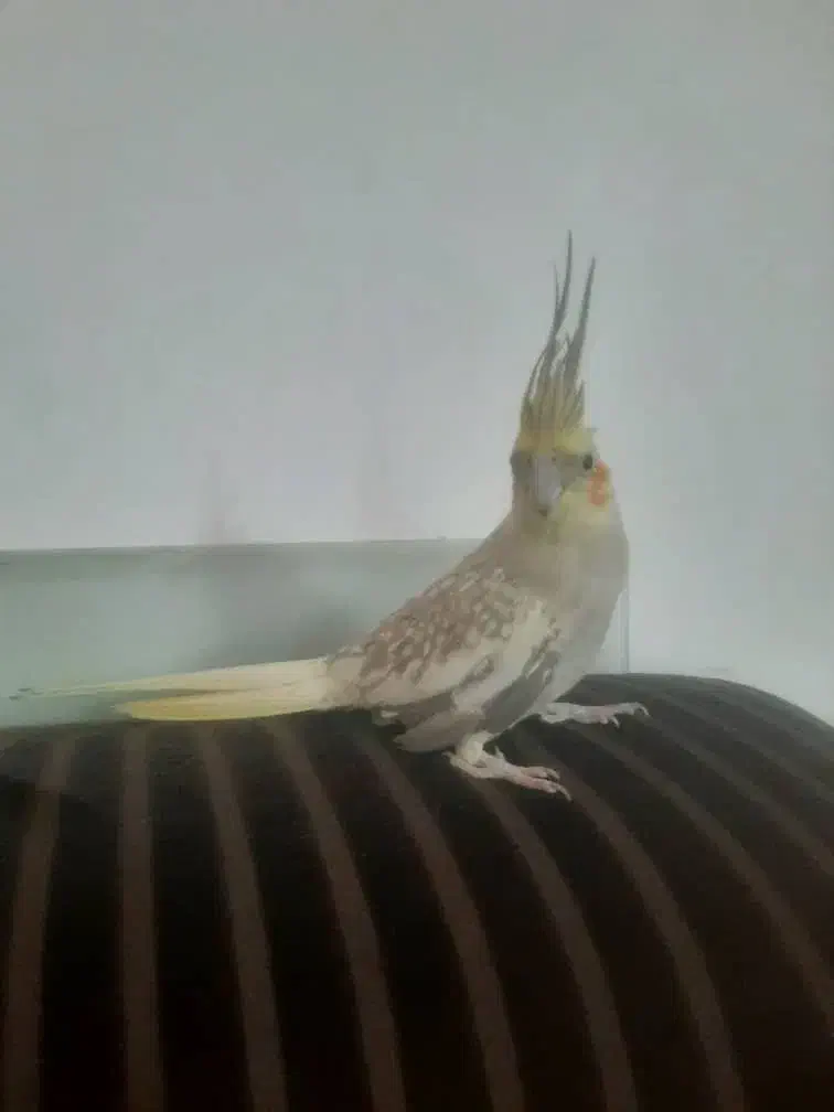 عروس هلندی|پرنده|جیرفت, |دیوار