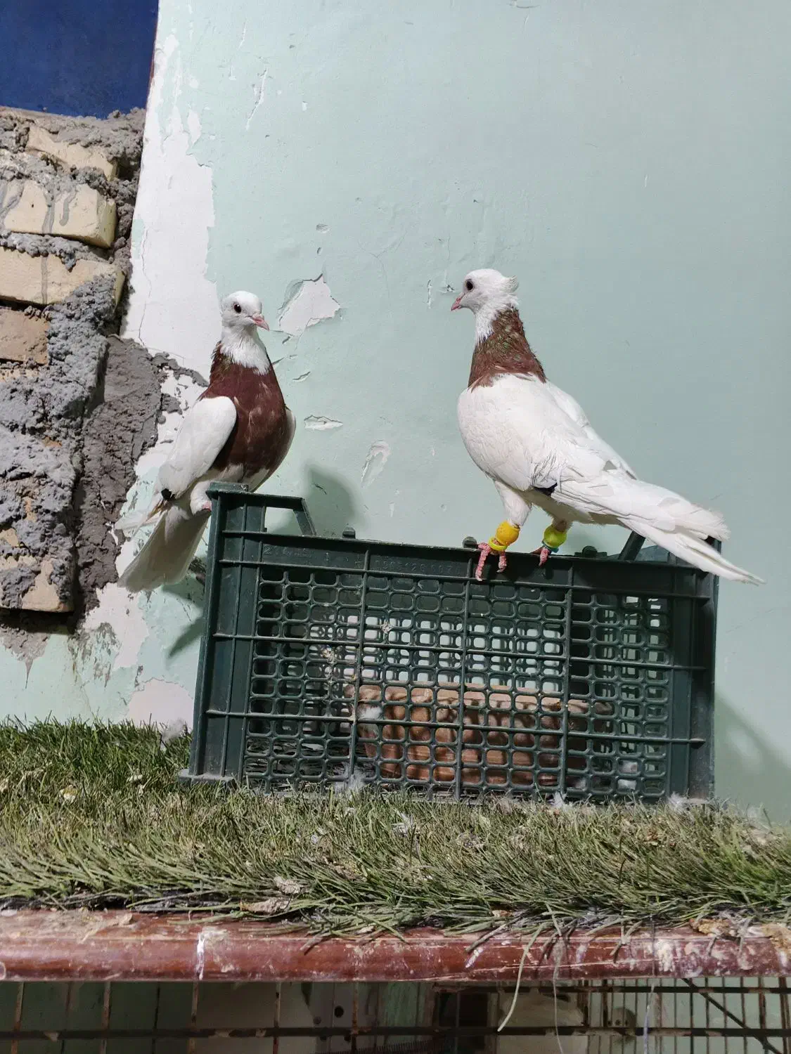 طوقی|پرنده|اهواز, کوی مندلی(سه راه خرمشهر)|دیوار