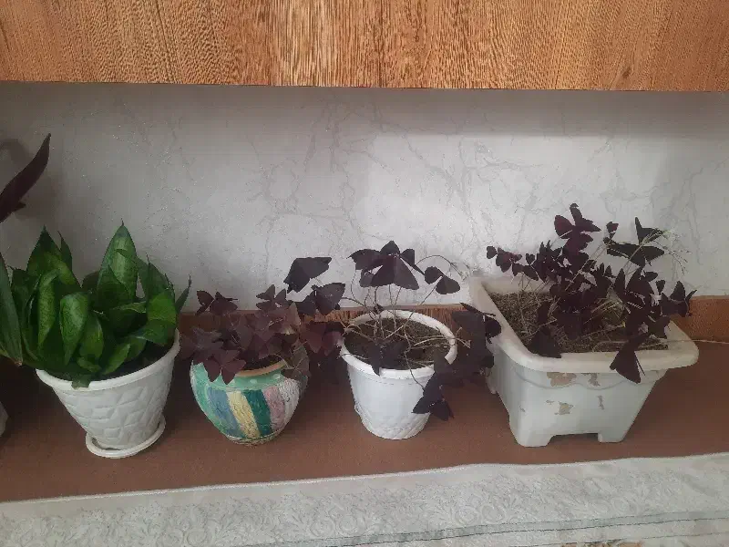 گل پروانه ،نخل مرداب ،مخملی|گل و گیاه طبیعی|سقز, |دیوار