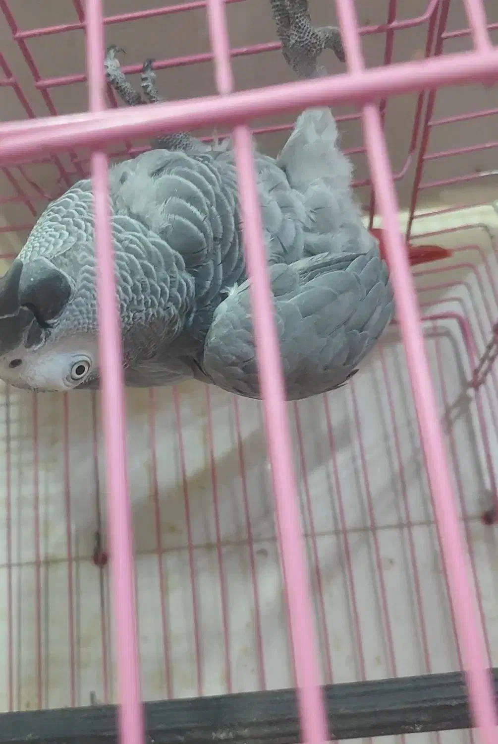 کاسکو سخنگو رام ۵۰ کلام|پرنده|ساری, |دیوار