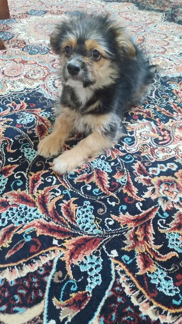 اشپیتز شیتزو|سگ|مشهد, ابوذر|دیوار