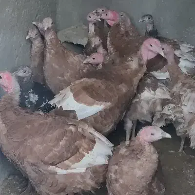 ۱۴ بوقلمون|حیوانات مزرعه|سمیرم, |دیوار