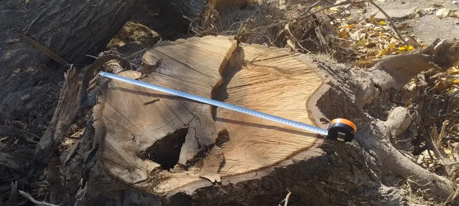 تنه درخت گردو|گل و گیاه طبیعی|سامن, |دیوار