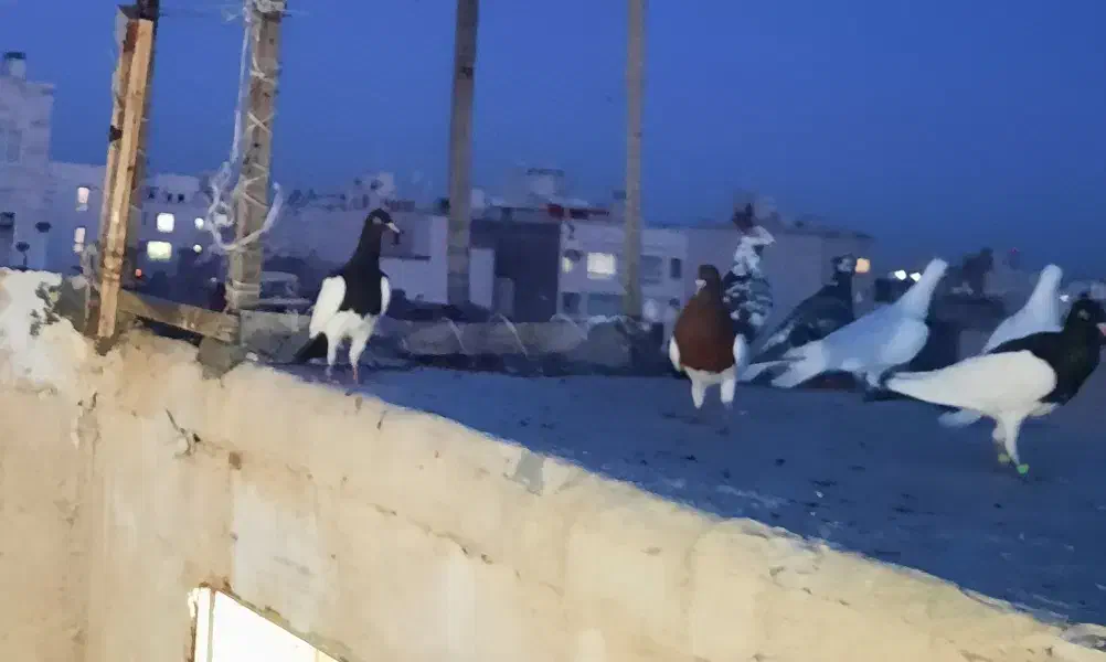 کفتر|پرنده|مشهد, کوه سنگی|دیوار