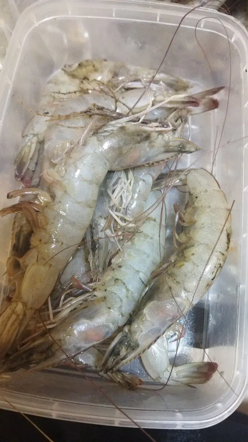 انواع ماهی و میگو جنوب بندرعباس|ماهی|خاوران, |دیوار