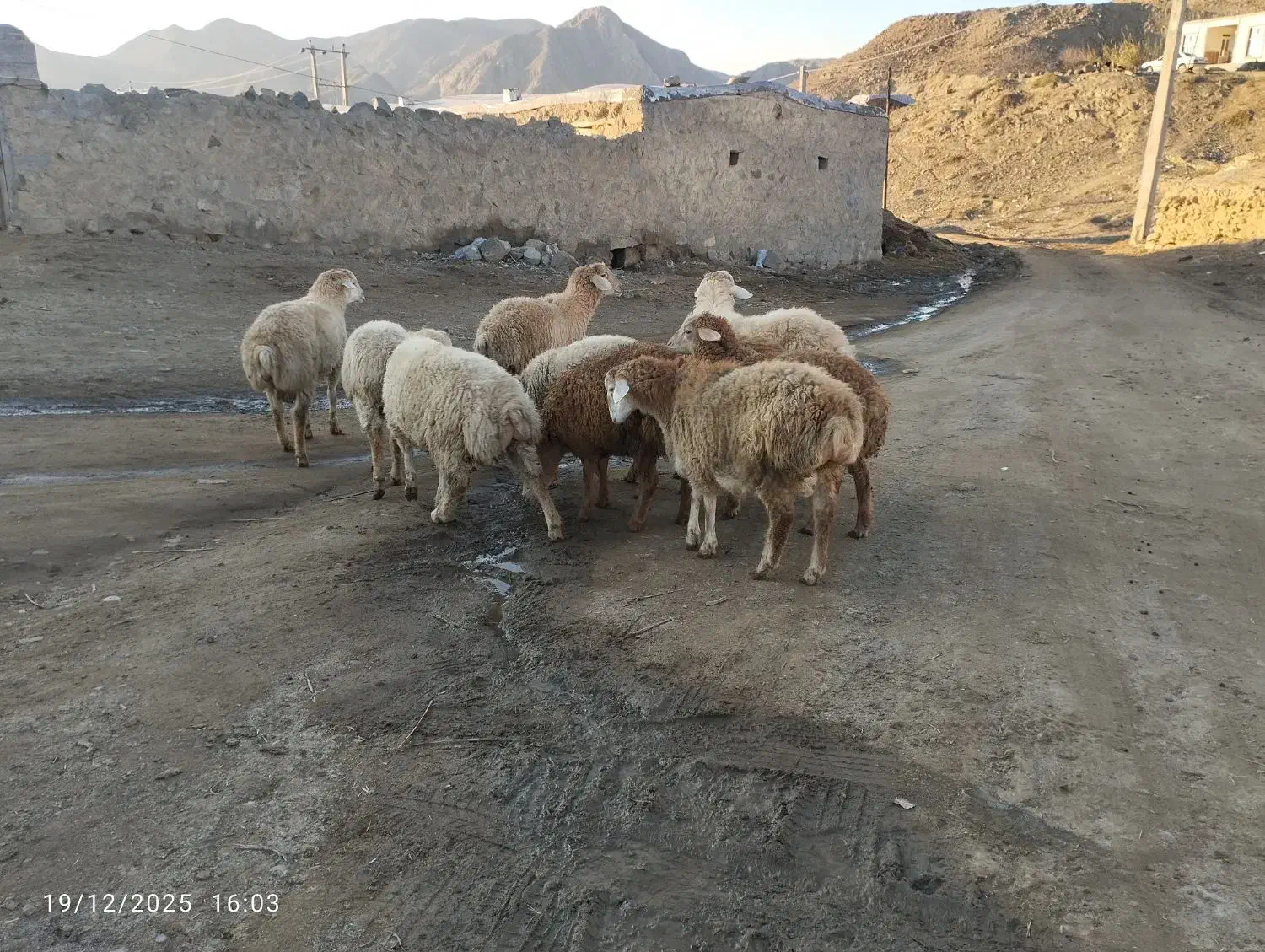 ۱۰راس بره نر دامازدق اوتاق|حیوانات مزرعه|دره رود, |دیوار