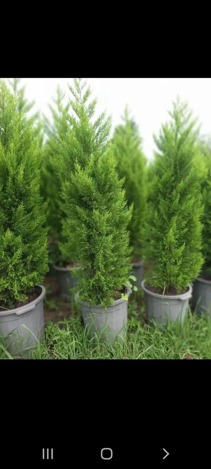 انواع گلهای باغ وباغچهویلاوبالکن|گل و گیاه طبیعی|تهران, ترمینال غرب|دیوار