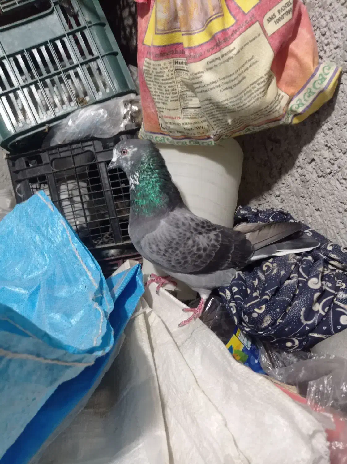 کبوتر پرشی|پرنده|مشگین شهر, |دیوار