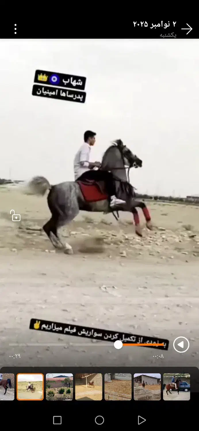 اسب کرد|اسب و تجهیزات اسب‌سواری|تهران, حر|دیوار