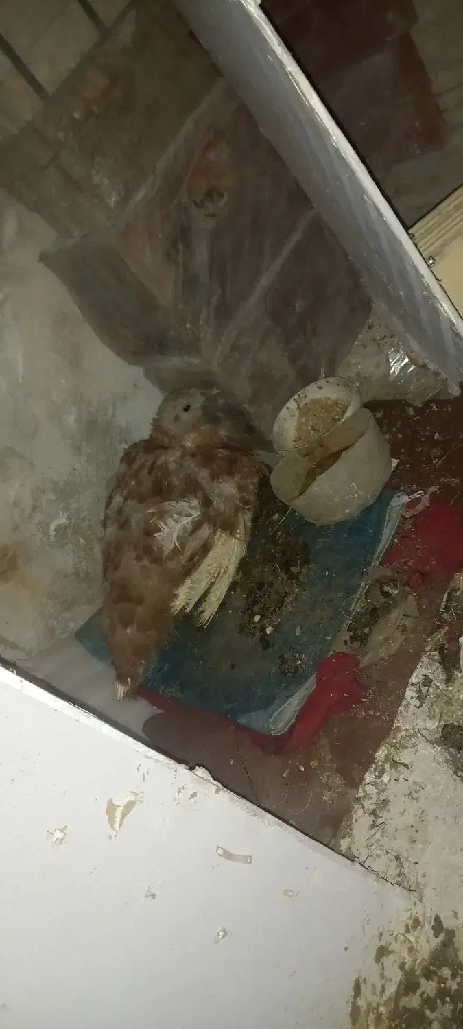 دوعددبقلمون جوان|حیوانات مزرعه|همدان, |دیوار