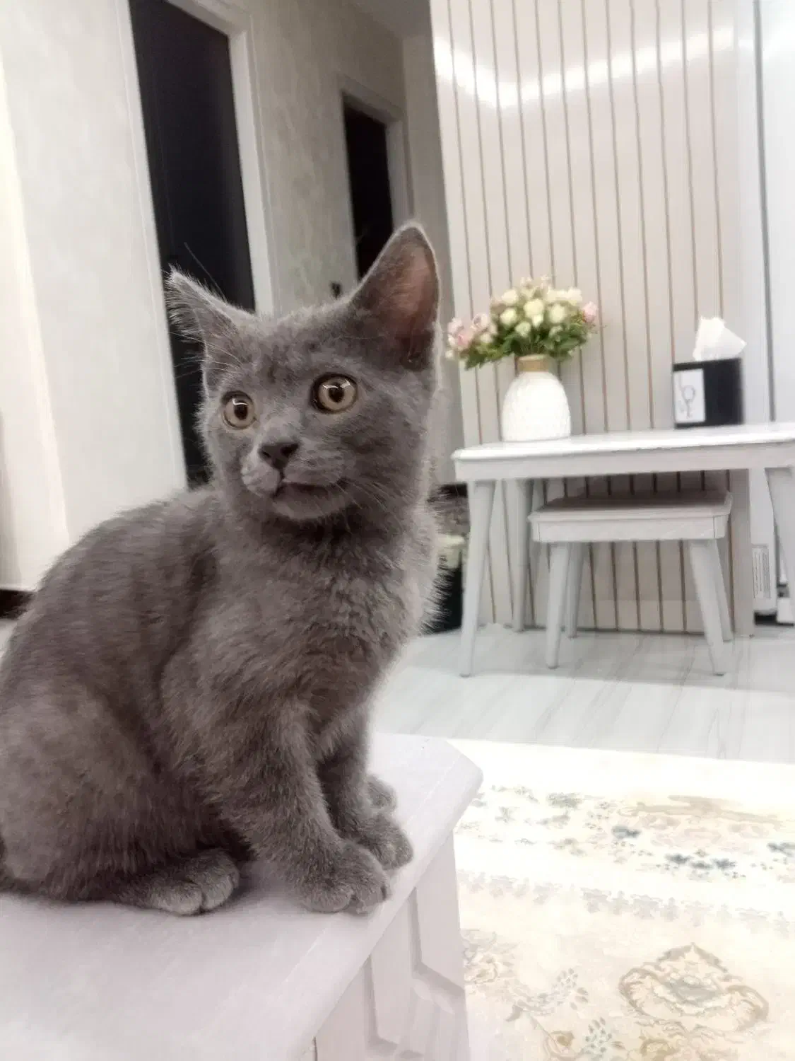 گربه گمشده، گلسار|حیوانات|رشت, بلوار گیلان|دیوار