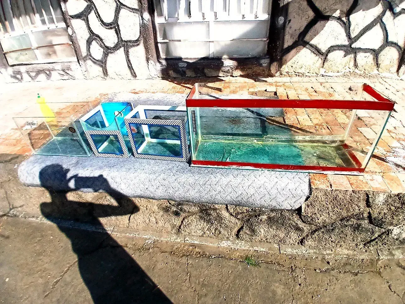 آکواریوم|ماهی|بناب, |دیوار