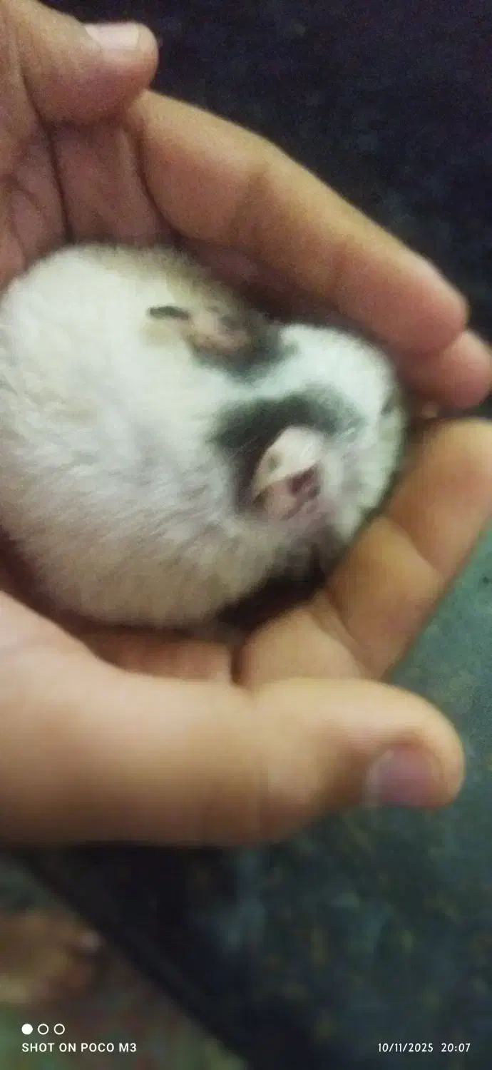 دو عدد همستر بازیگوش|موش و خرگوش|کرمان, |دیوار