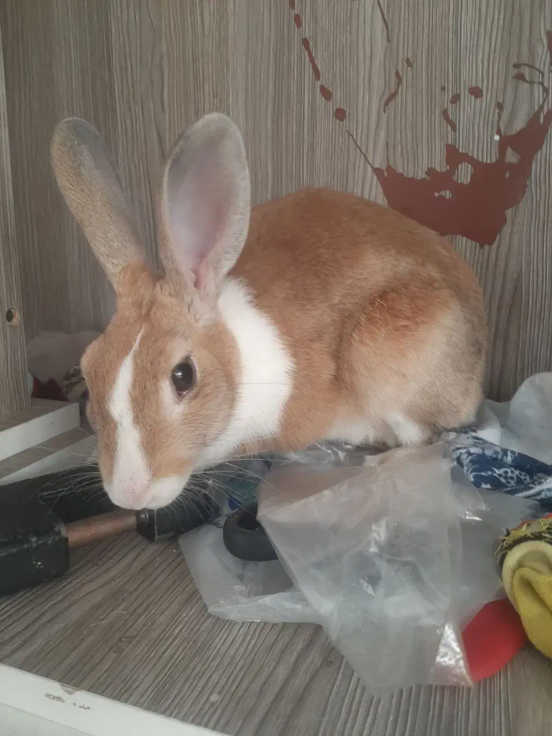 خرگوش ماده بسیار ارام|موش و خرگوش|گرمسار, |دیوار