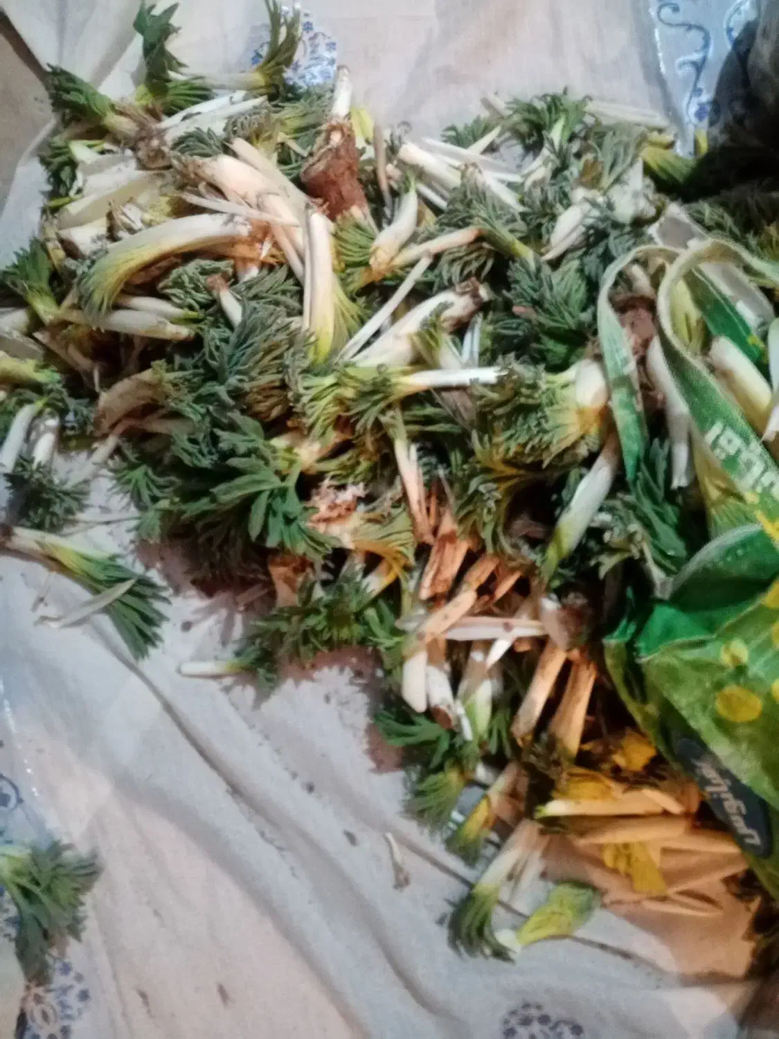 کما ارزان|گل و گیاه طبیعی|بیرجند, |دیوار