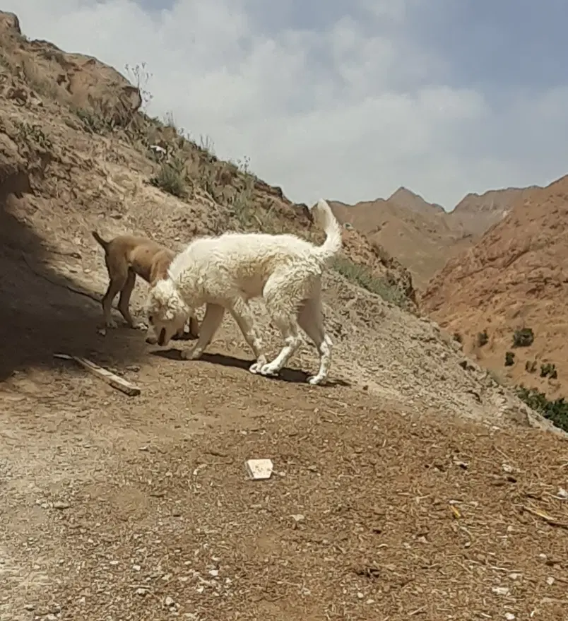 کوچ سگ|سگ|قائن, |دیوار